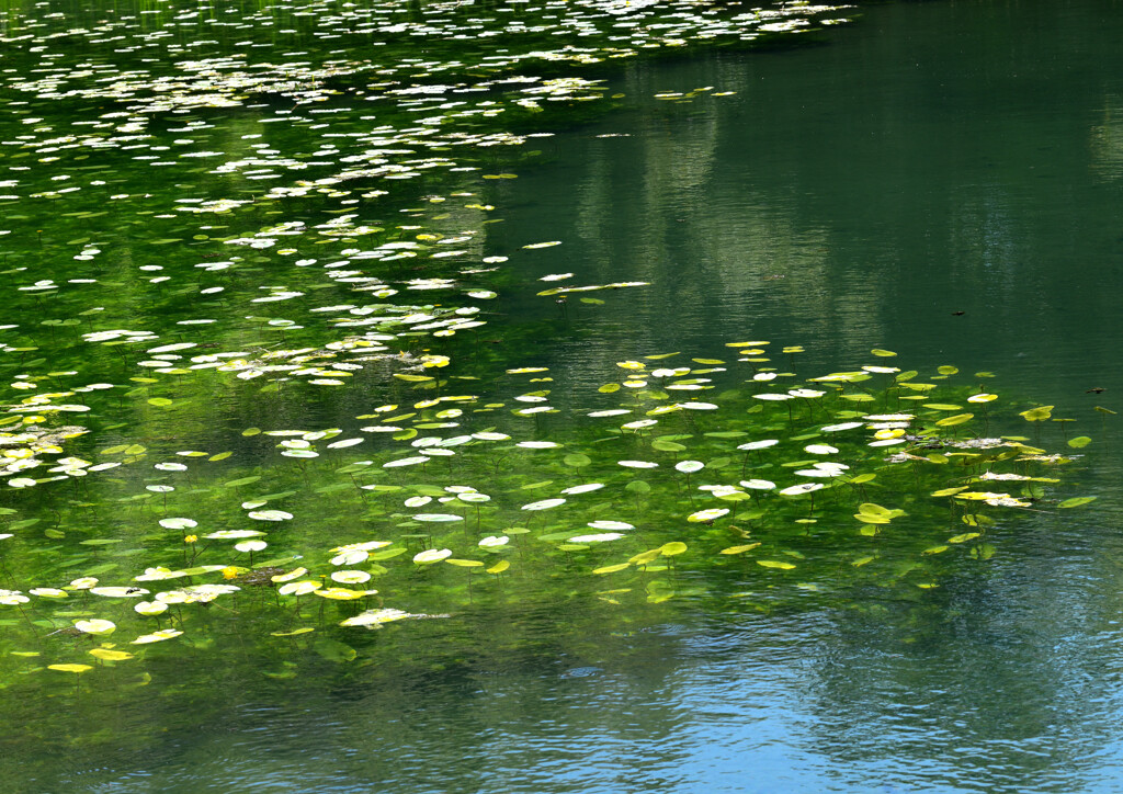 水中の森