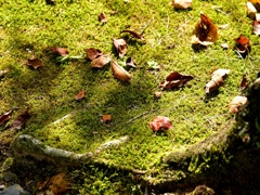 苔と落ち葉