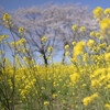 春の定番花コラボ