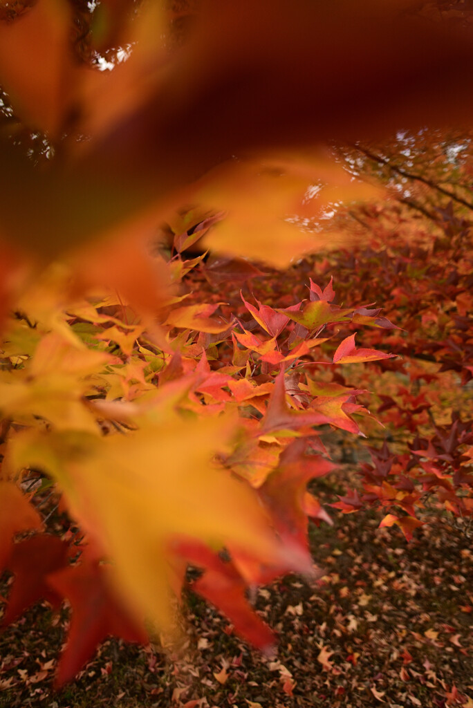 フウの紅葉