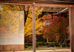 二次元紅葉