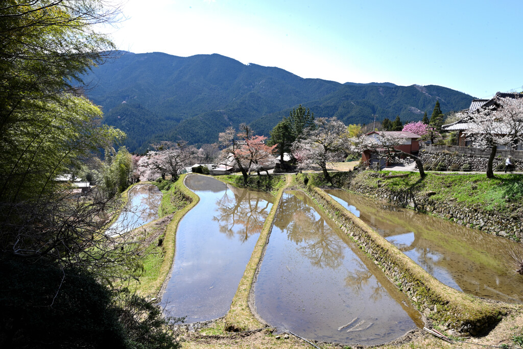 三多気の桜