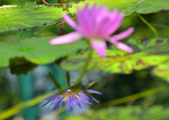 鏡よ鏡、この世で一番美しい花はどれ？