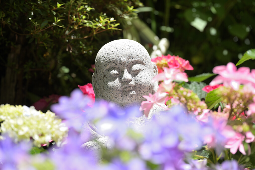 紫陽花地蔵