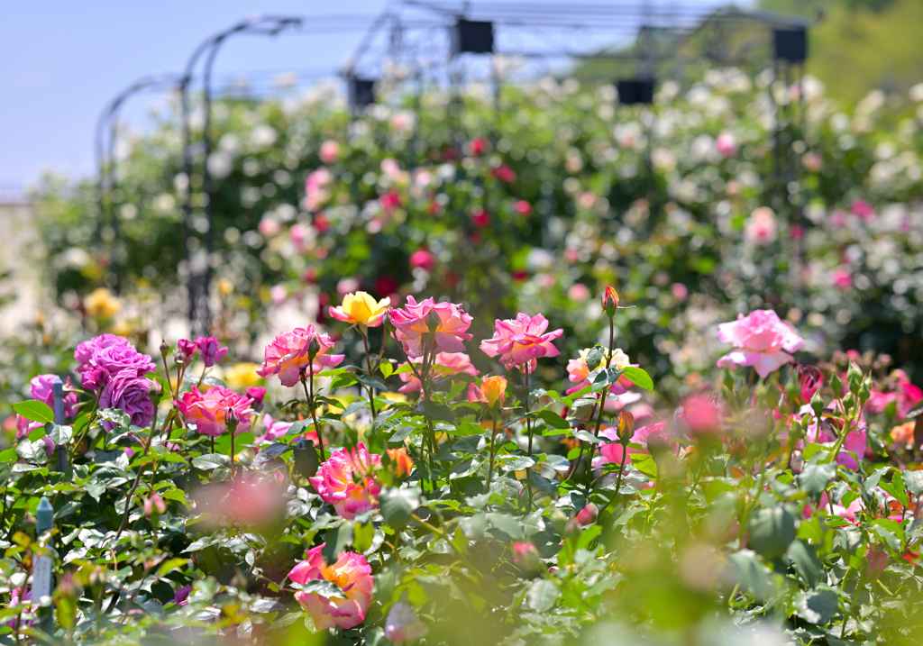 華やかなバラ園