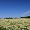 高原の花園