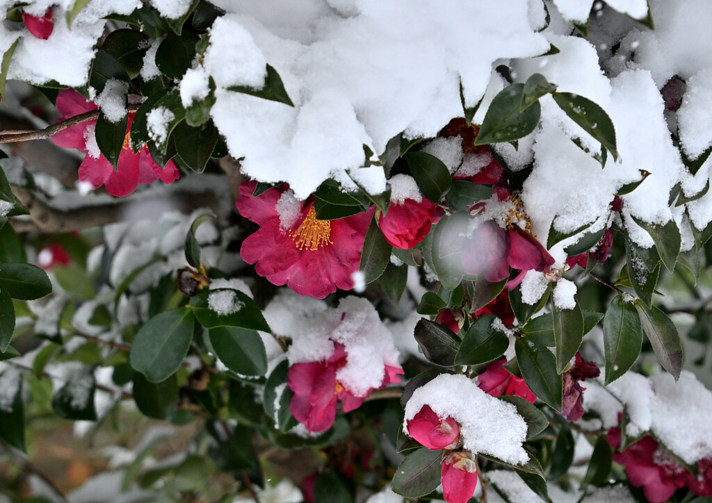 雪下花