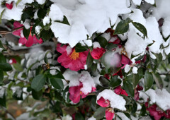 雪下花