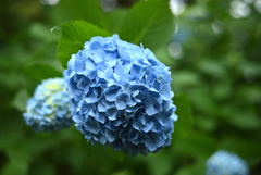 紫陽花ピックアップ③