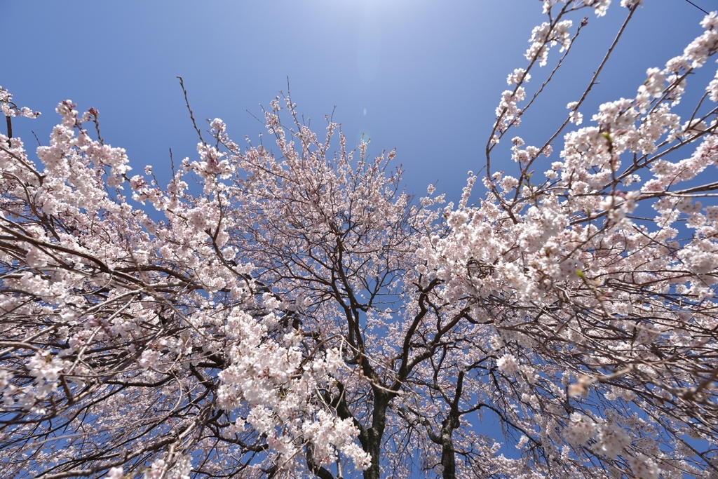 降り注ぐ光と桜