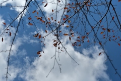 秋の青空