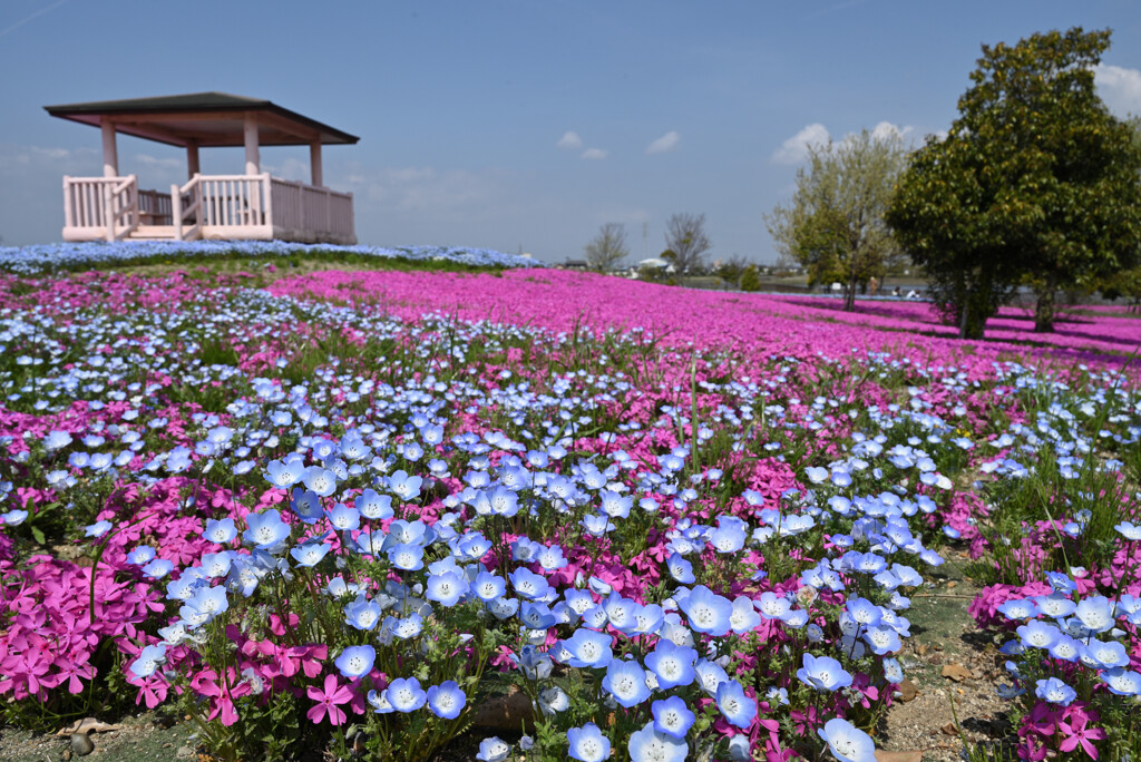 芝桜とネモフィラの公園