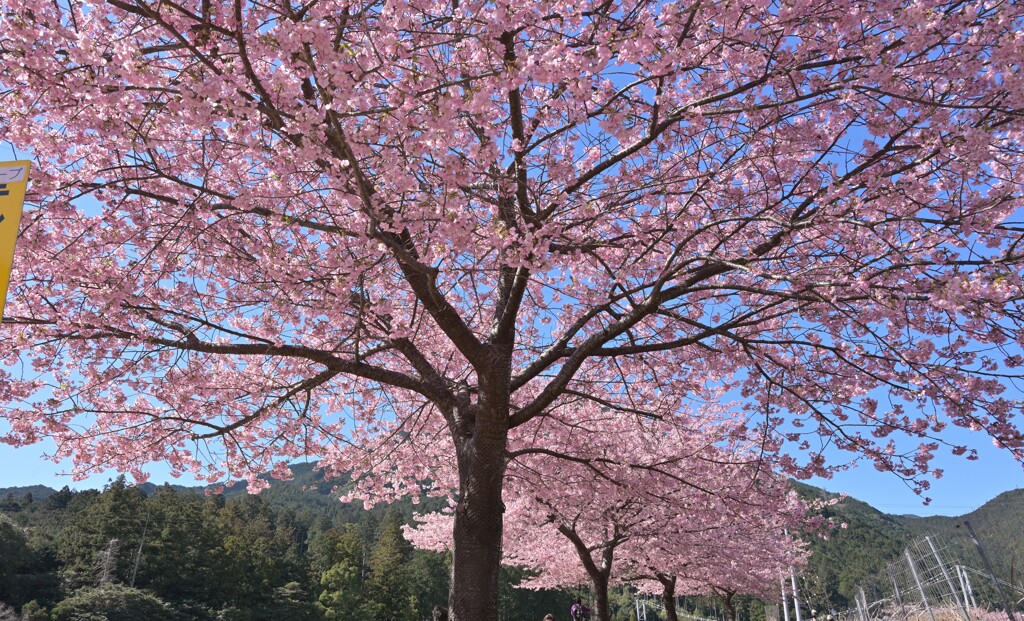 青空覆う河津桜
