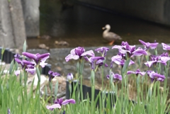 花菖蒲で子育て