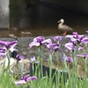 花菖蒲で子育て