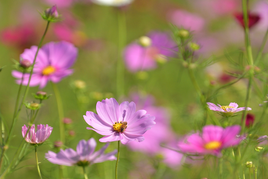 秋の蜜集め