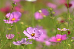 秋の蜜集め