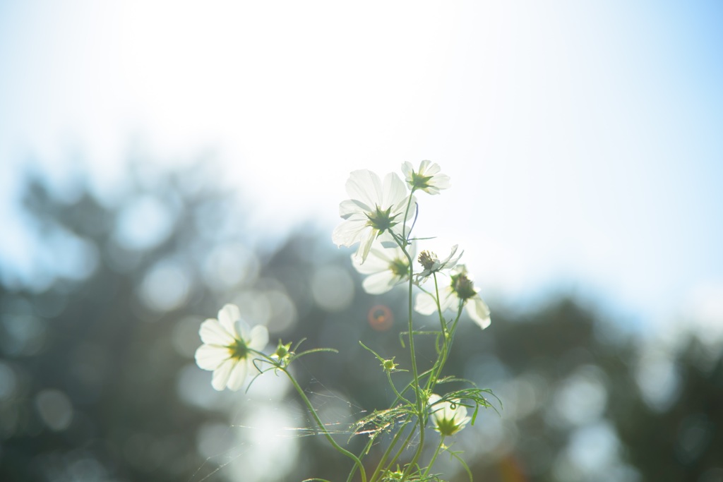 Sun shower