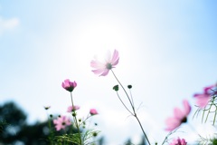 溶けあう