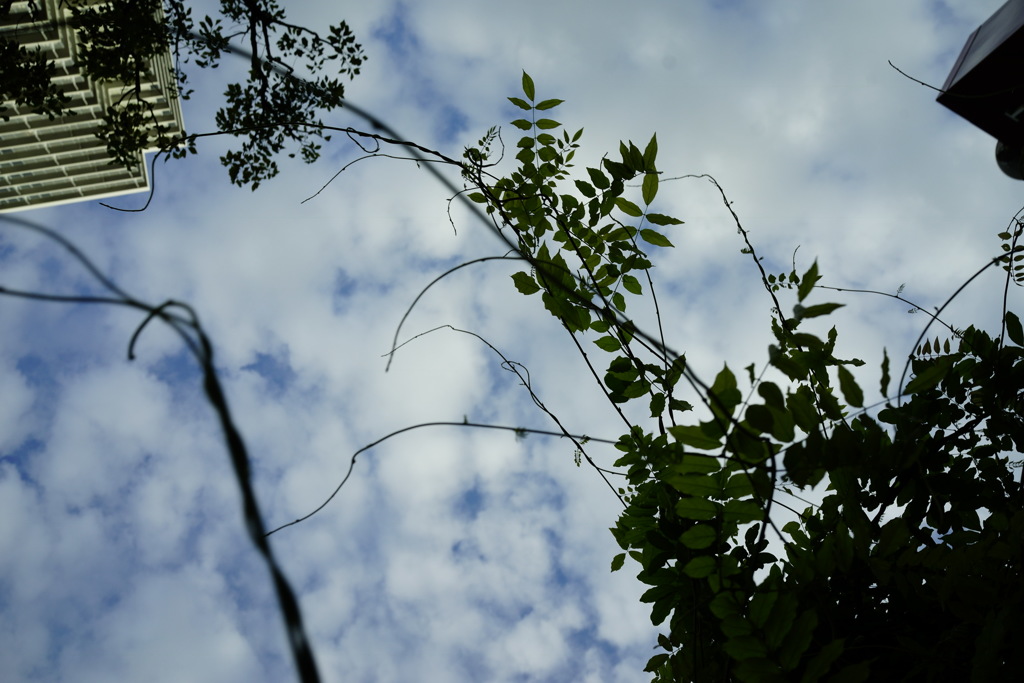 sky / plant