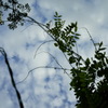 sky / plant