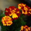 blown orange 