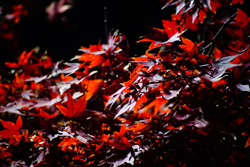 紅