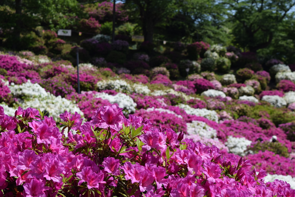 西山公園のつつじ祭り