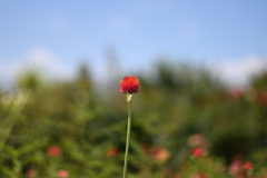 千日紅その２