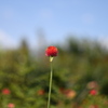千日紅その２