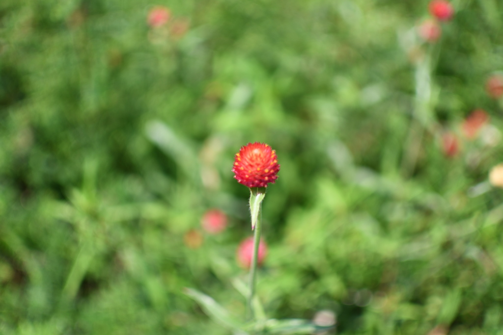 千日紅