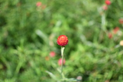 千日紅