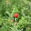 千日紅