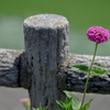 一輪の花