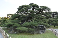 鶴亀松