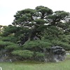 鶴亀松
