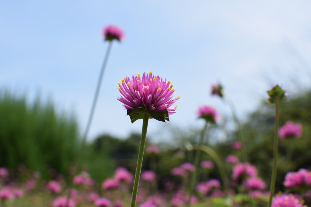 この花の名は？