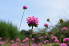 この花の名は？