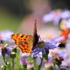 食事中のヒョウモンチョウ