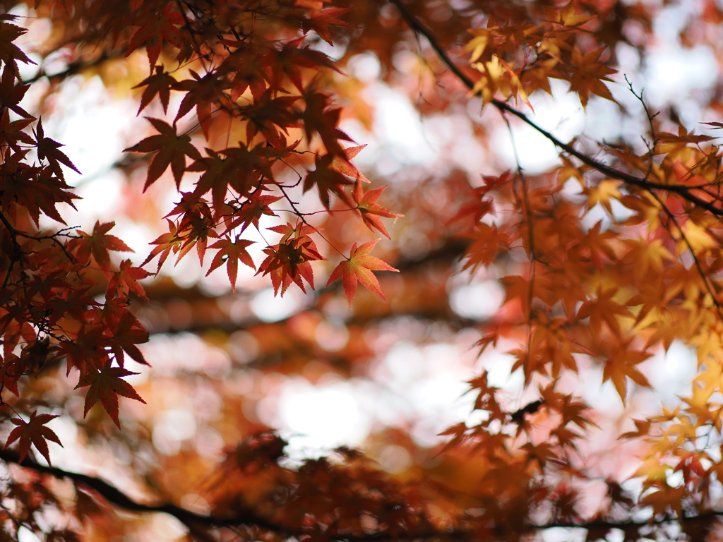 穏やかな秋の色に包まれて