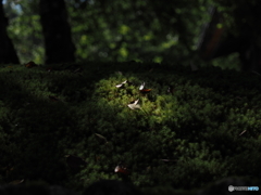 木漏れ陽を浴びて