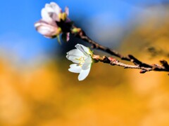 黄金の銀杏に彩られた主役