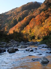 白山地区の紅葉