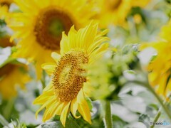 夏の横顔