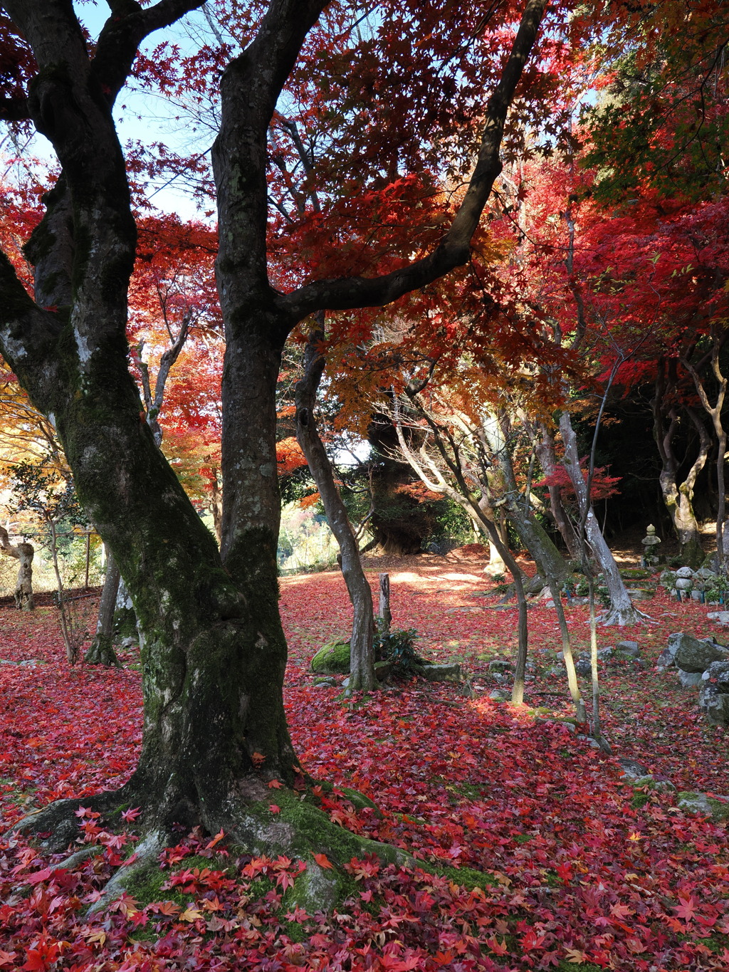 自らの足許を紅く染め上げる