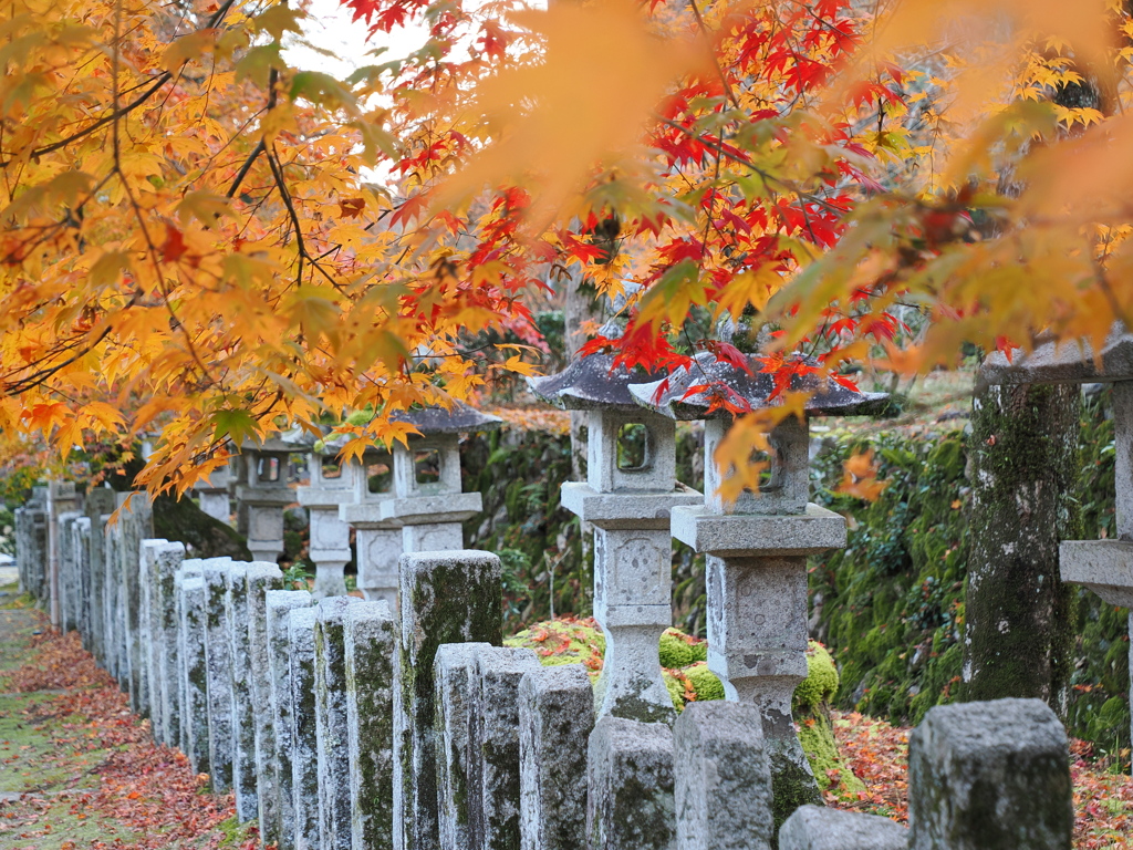 黄色紅葉を頂く灯籠