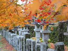 黄色紅葉を頂く灯籠