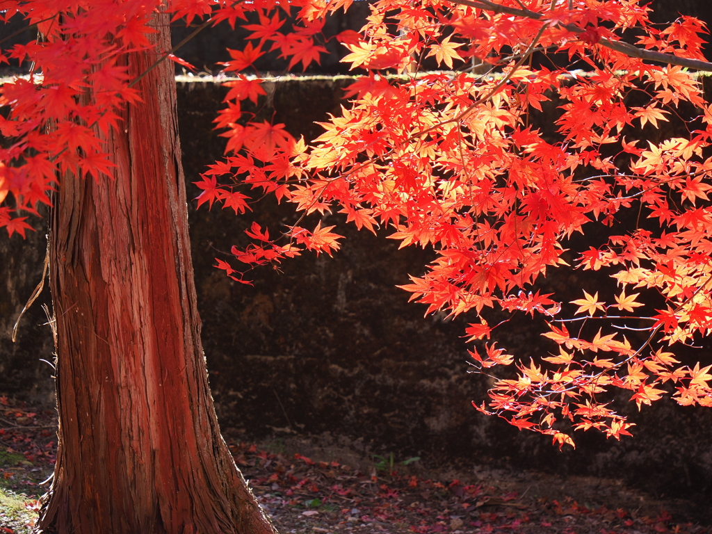 そこにある全てを紅く染めて