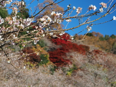 四季桜の山がそろそろ見頃4