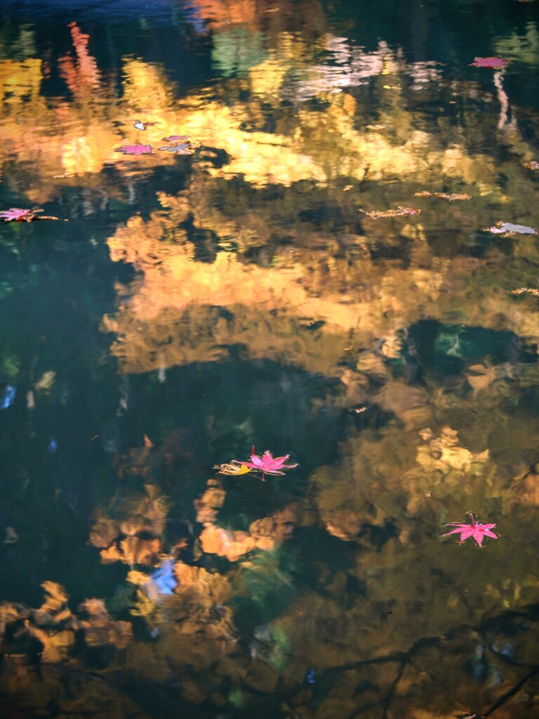 水面に描く秋の色に漂う落葉